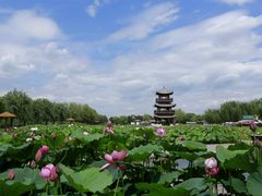 -白洋淀景区