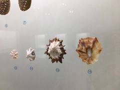 -青岛贝壳博物馆