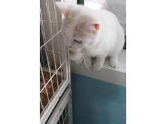 -喵的天空名猫咖啡馆·撸猫·猫舍·用品