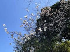 -大渡口区义渡公园