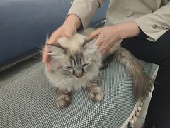-派美特宠物医院·核磁CT·骨科肿瘤·疑难转诊(沈农禾丰店)