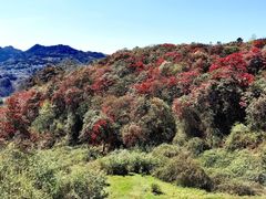 -贵州百里杜鹃风景名胜区