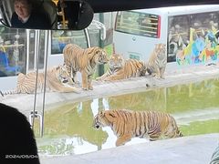 -栾川竹海野生动物园