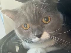 -万博宠物医院·手术·诊疗(未央凤城五路店)