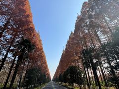 -黄海国家森林公园