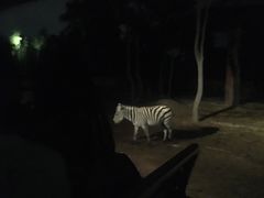 -清迈夜间动物园