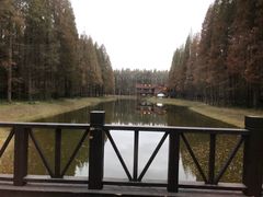 -黄海国家森林公园