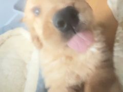 -瑞派宠物医院·犬猫全科·猫友好(宾水西道店)