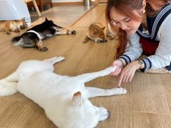 -南京Hallo宠物乐园·哈罗犬舍·柴犬繁育基地