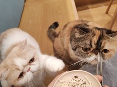 -滚猫咖啡·猫咖·猫友好撸猫(未来城店)