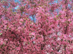 -天津东丽湖风景区