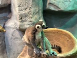 -Zoolung Zoolung动物主题公园(海信广场店)