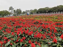 -松山湖梦幻百花洲