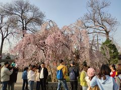 -西安青龙寺遗址景区