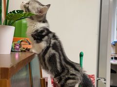 -飞行喵MR PILOT|猫舍·猫咖(静安大融城店)