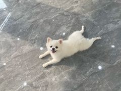 -芭比堂动物医院·CT·微创中心(新顺分院)