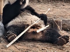 -秦皇岛野生动物园