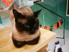 -飞行喵MR PILOT|猫舍·猫咖(静安大融城店)