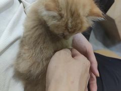 -楼上猫咖(罗湖店)