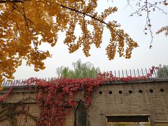 -三里屯东五街银杏大道