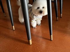 -安安宠医·臻爱宠物医院·宠保定点(营门口路分院)