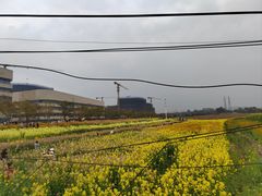 -三圣花乡旅游区