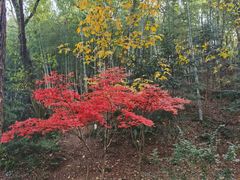 -上海佘山国家森林公园天马山园