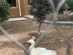 -太原动物园