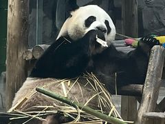 -栾川竹海野生动物园