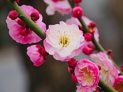 -莘庄梅园