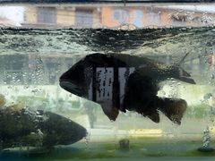 -海月湾海景餐厅( 嵊泗本地老字号店)