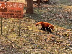 -合肥野生动物园