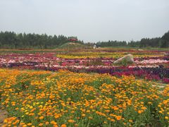 -北纬44度·金珠花海休闲农业旅游景区