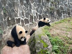 -都江堰中华大熊猫苑