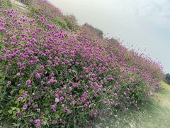 -径山花海