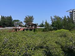 -北海金海湾红树林生态旅游区