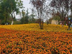 -铁山坪森林公园