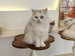 -共舞时光猫咖·狗咖(新街口店)
