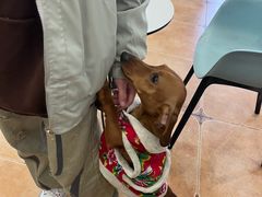 -Let's go狗咖·猫咖·奶狗·桌游(春熙路IFS店)