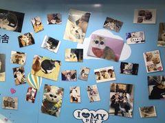 -lincat·猫舍(广州店)