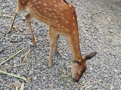 -鹿境梅花鹿生态园区
