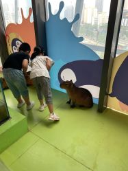 点击看大图 -七巧国萌宠乐园(龙湖天街店)