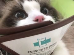-佳雯宠物医院(信河分店)