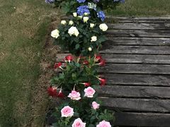 -龙大花卉苗木市场