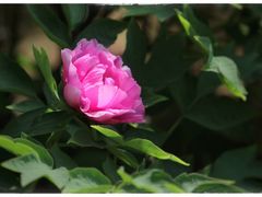 -仙合盛东北铁锅炖(总店)