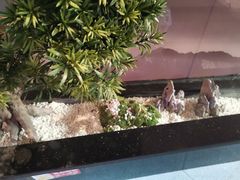 -马家斑.鲜鱼火锅(松湖万科店)