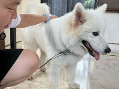 -上海崇明金茂凯悦酒店