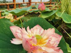 -广州莲花山旅游区