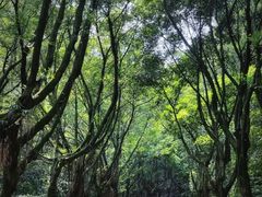 -滴水岩森林公园