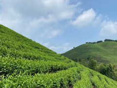 -正源安吉白茶特产享购商场(安吉店)